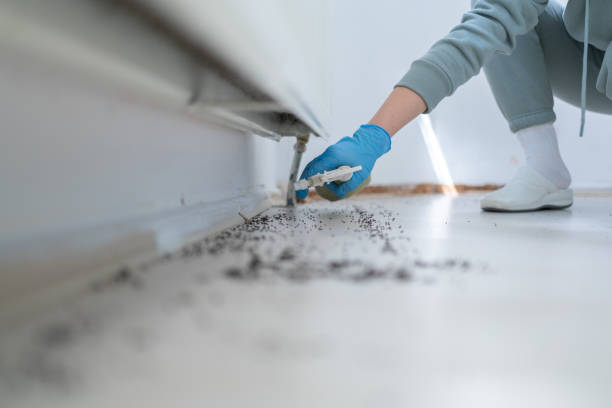 Best Ant Control Services  in Newark, NY